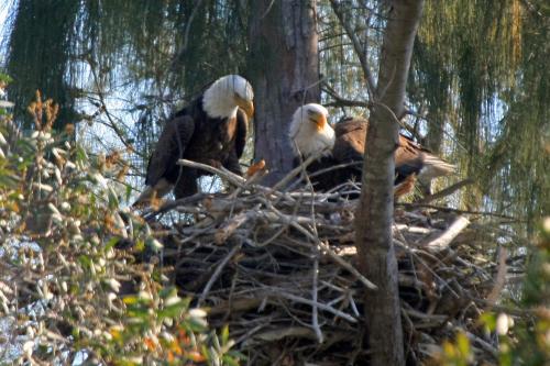 Eagle pair in nest