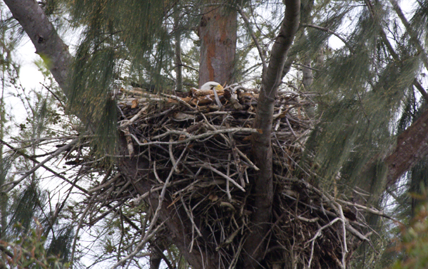 Female low in nest