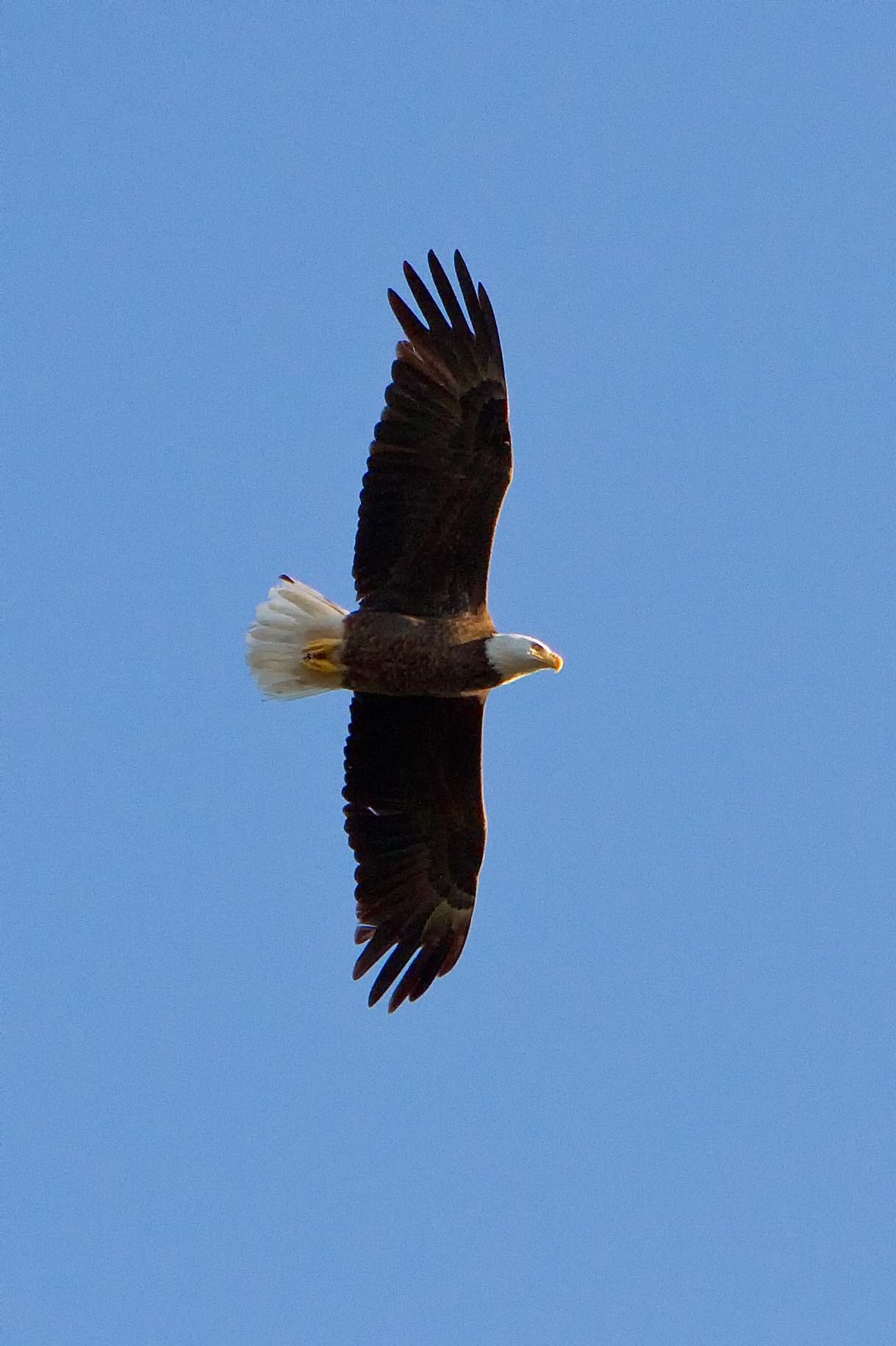 Male Eagle In Flight