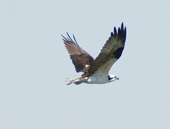 Osprey on the Hunt