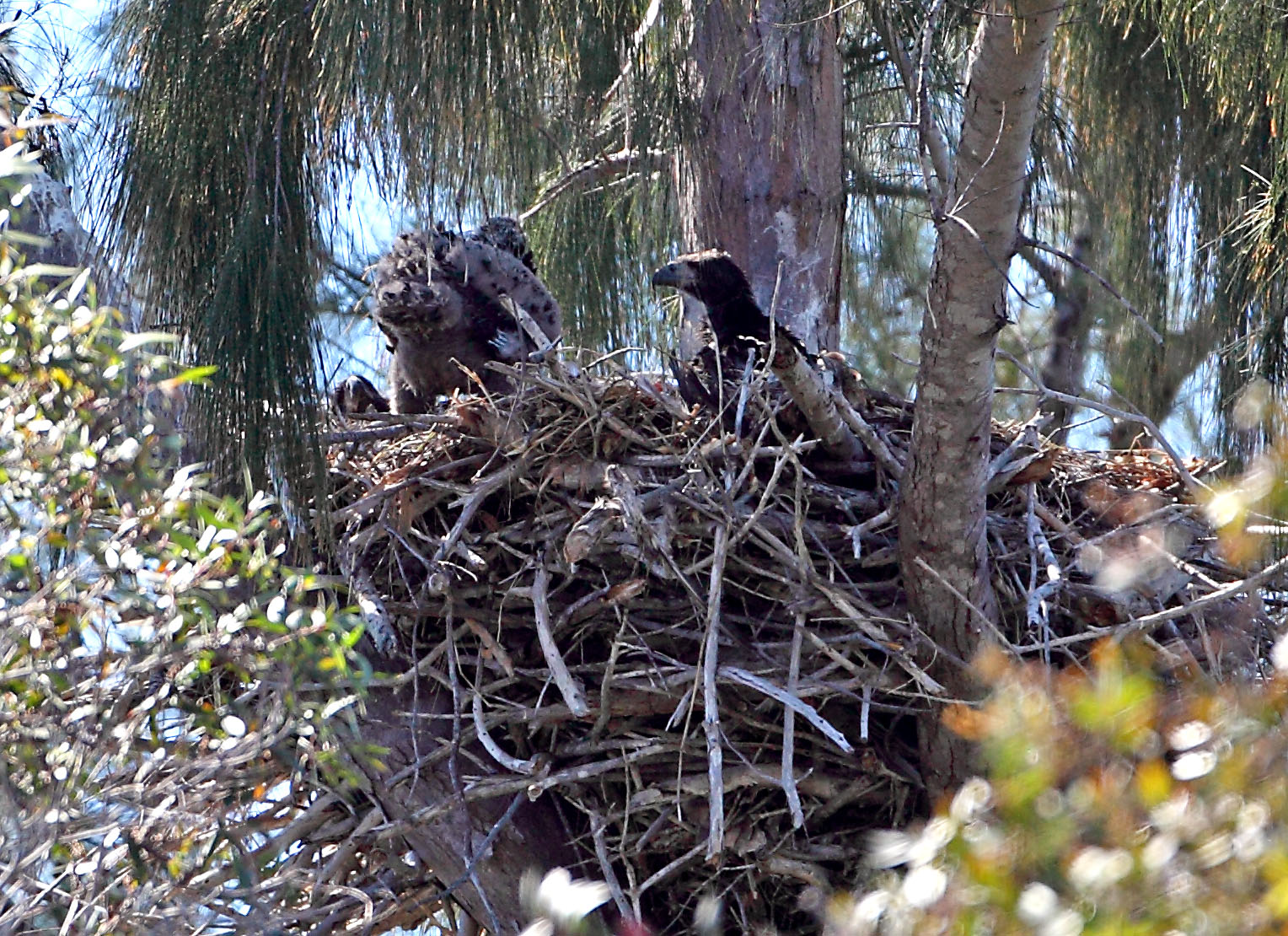 3 young eagles - 3/6/10