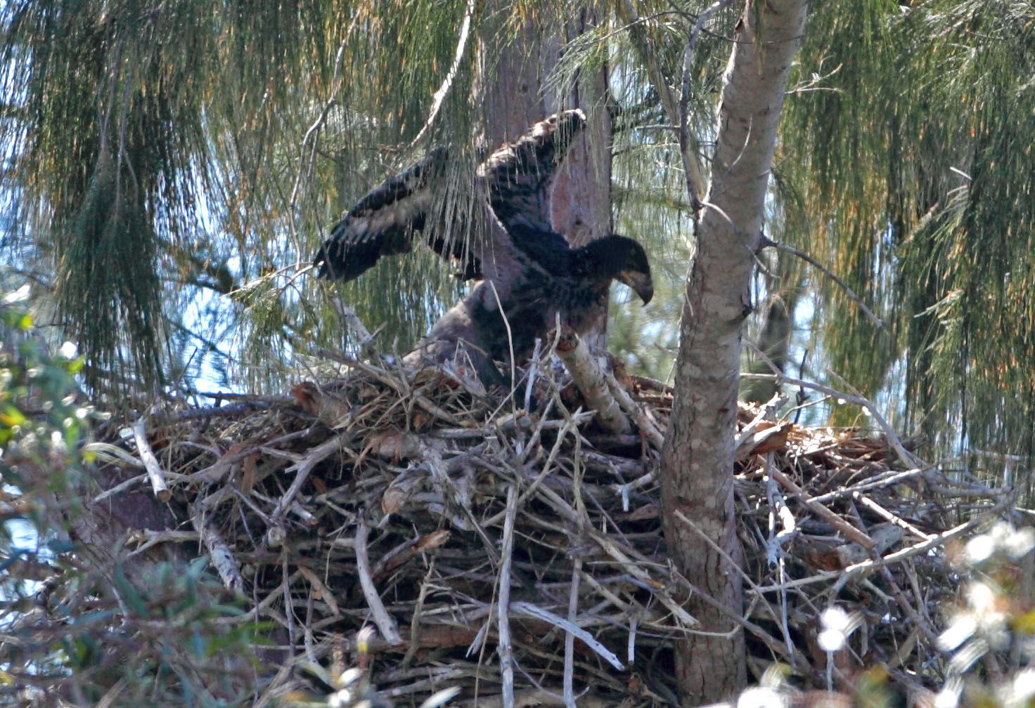 Young in nest - 3/6/10