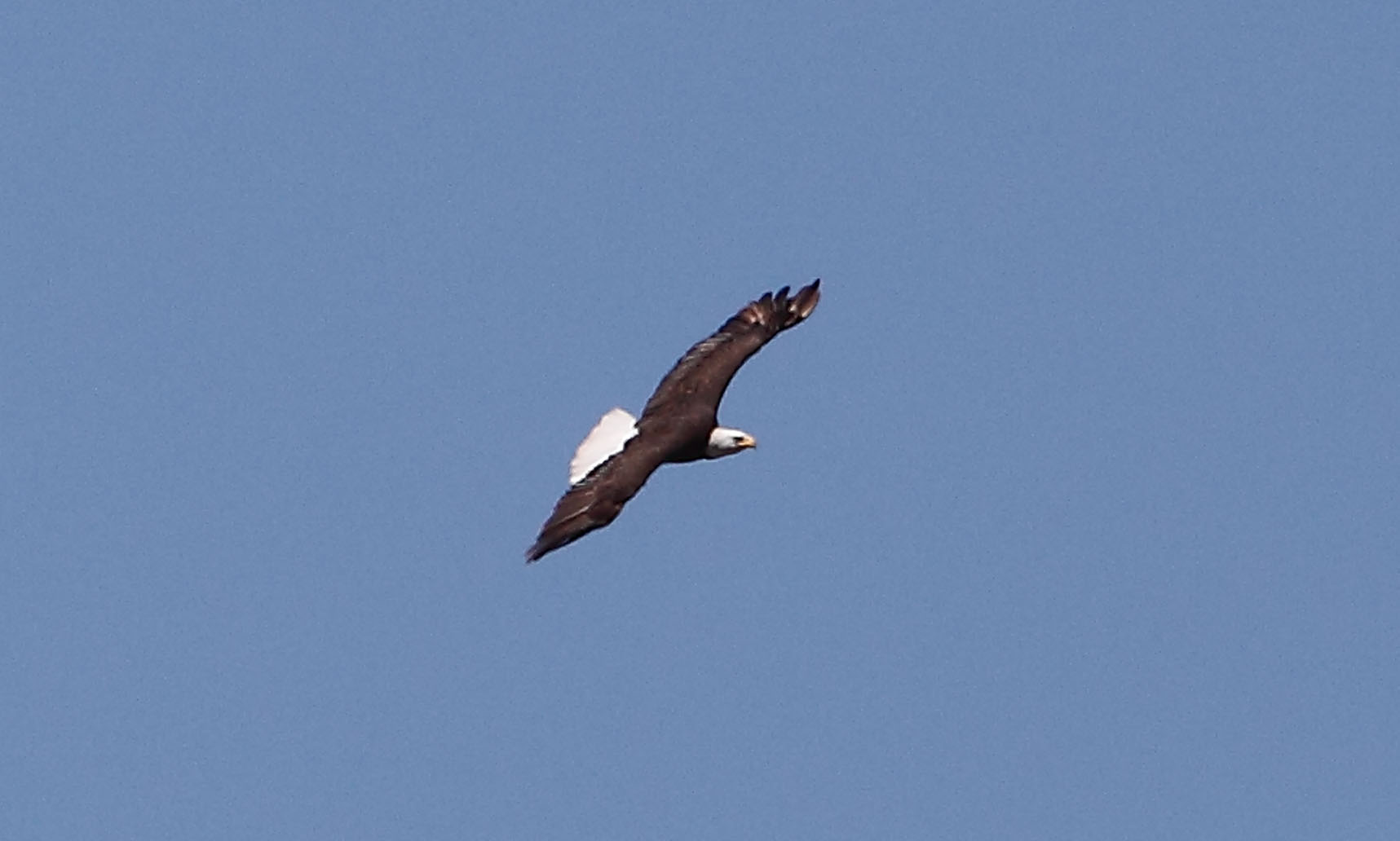 Bald eagle soaring - 3/6/10