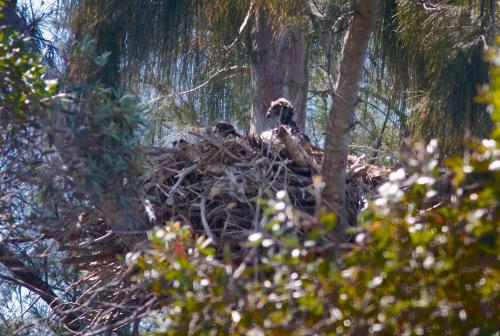 Third eaglet barely visible on left; youngest to the right.