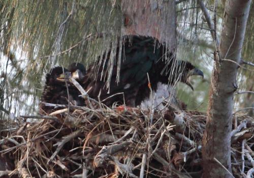 3 young eaglets watching parent arriving to nest.