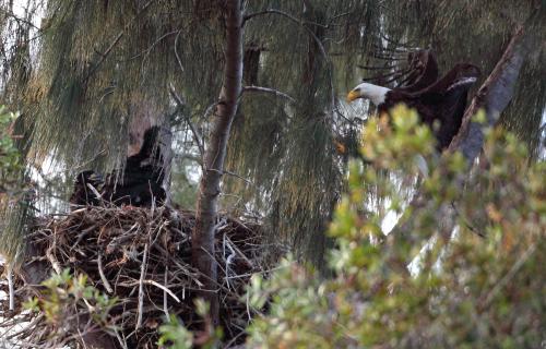 Parent arriving nest with 3 eaglets viewing.