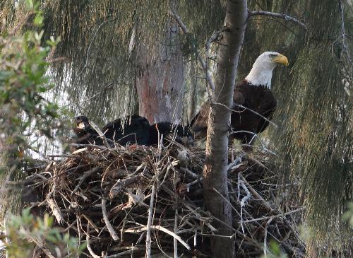 Eagle parent with 3 young.