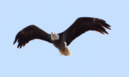 Eagle in flight.