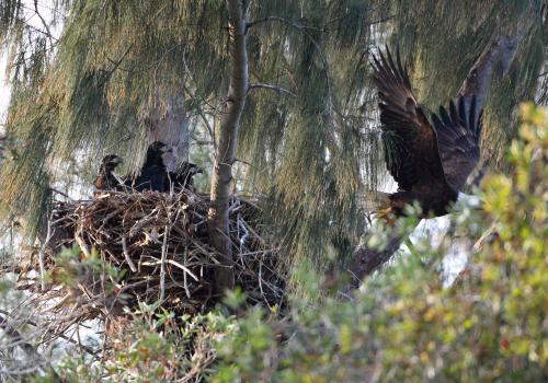 Eagle parent leaving nest.