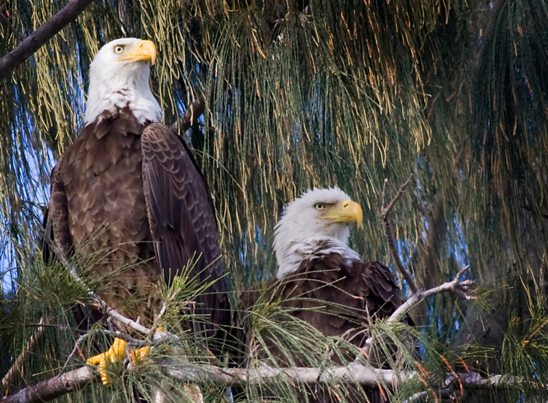 Eagle parents share a moment together.