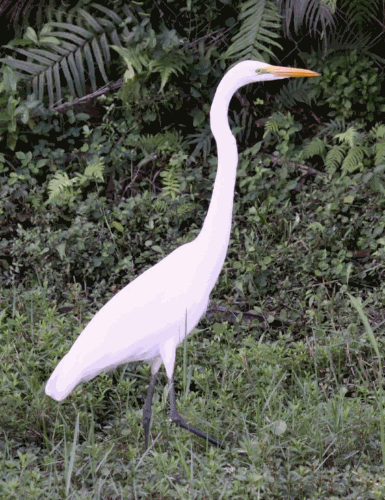 Great White Egret