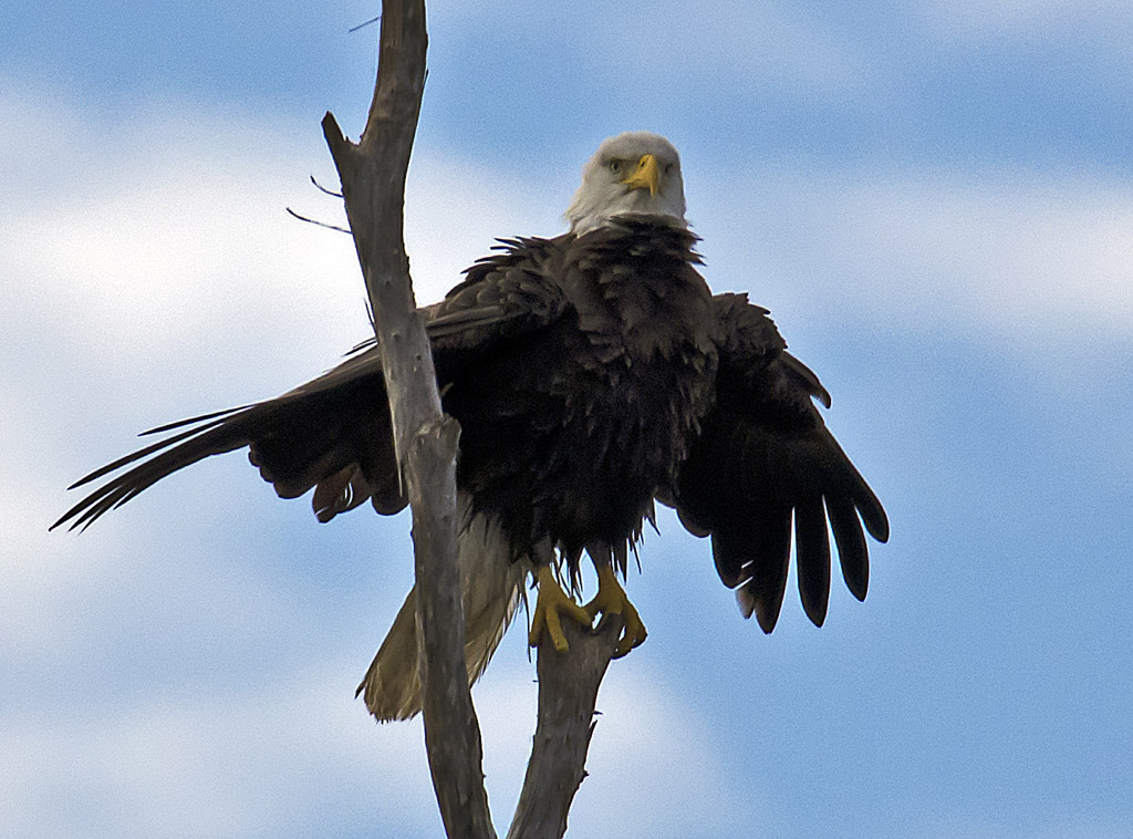 Eagle roosting west of nest