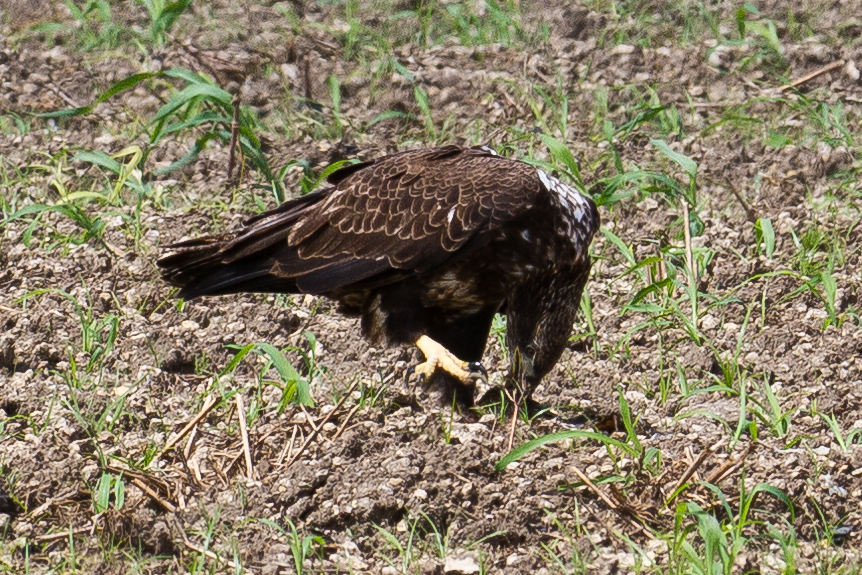 Yellow legs that helped differentiate the eagle from the vulture.