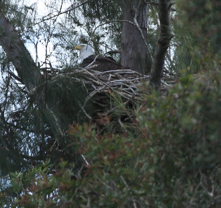 Eagle at nest.