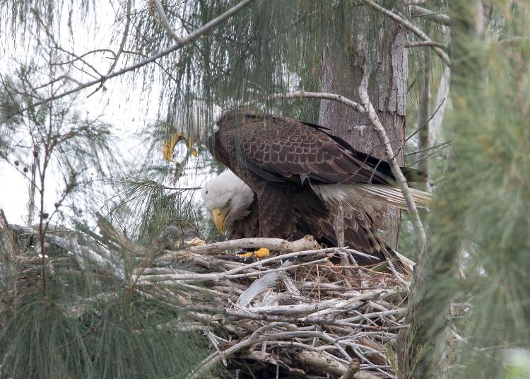 Eagle pair on nest.