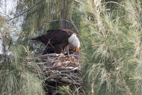 Eaglet being fed
