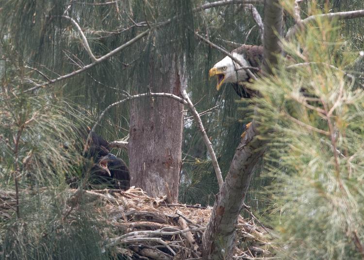Adult and eaglet welcoming other parent