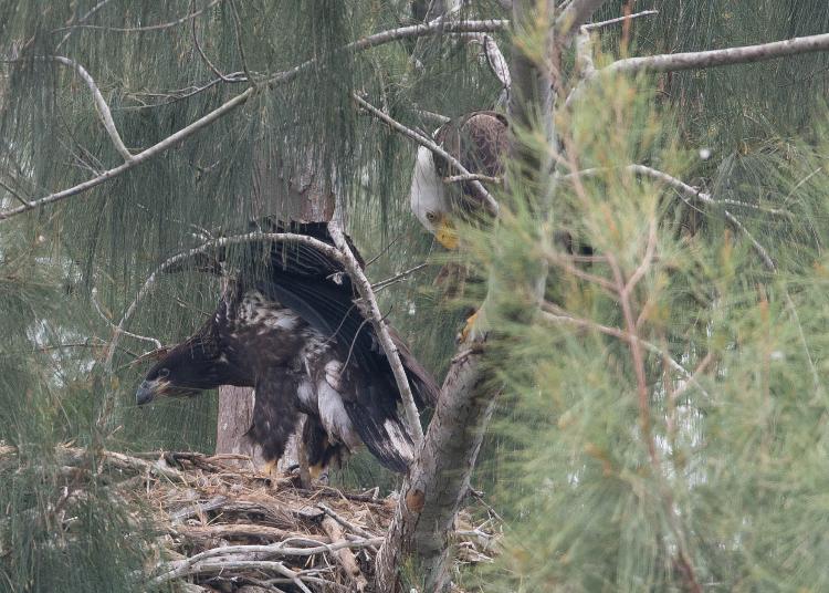 Eaglet flapping its wings