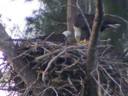 she continues eating and he fixing the nest
