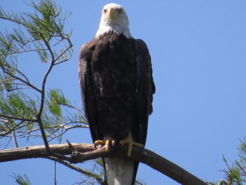 Bald Eagle Parent (Female)