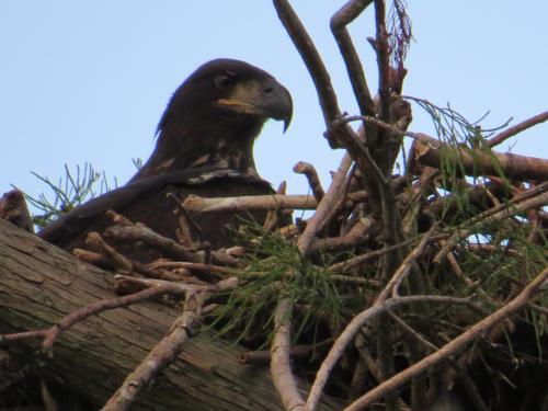 Deerfield Beach Eaglet