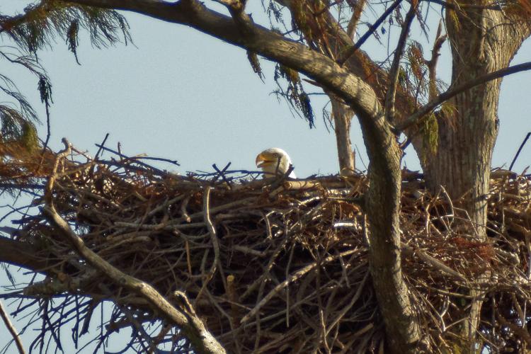 The male on the nest