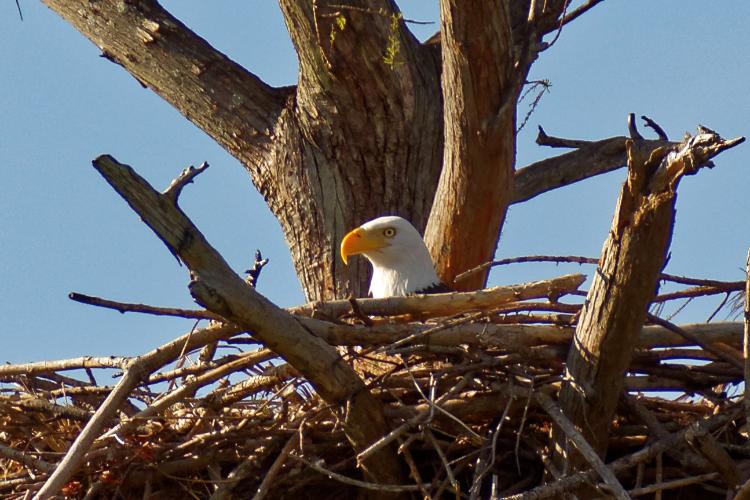 Female on the nest