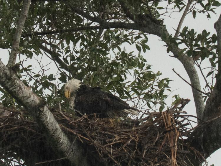 Female returning to nest